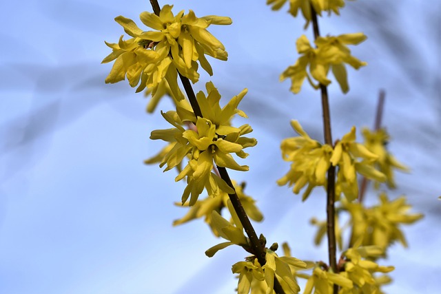 The History and Cultural Significance of Forsythia in Asian Countries
